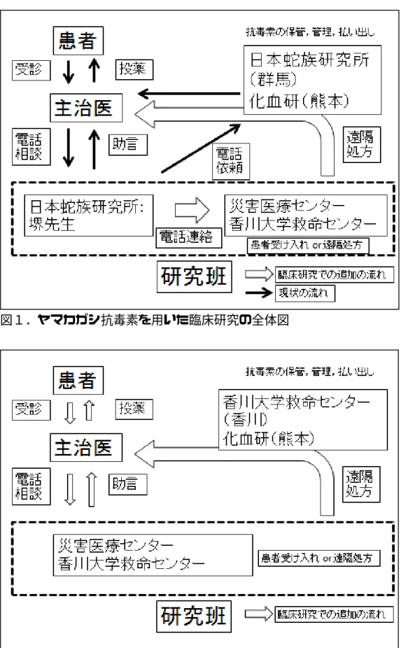 図 2. セアカゴケグモ抗毒素を用いた臨床研究の全体図 