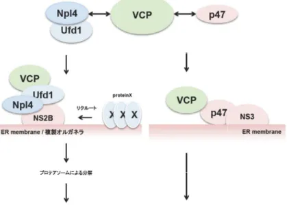 図 4： (A)Npl4/Ufd1 路に重要な働きがあることが知られており、ウイルス ラ形成部位へリクルートすることによって、何らかのウイルス複製を負に制御する蛋白質 複合体を解離させプロテオソームへ輸送し分解を促す役割があるのかもしれない。 を含む 蛋白質複合体形成を調整することによって、 れている。ウイルス トすることによって、 とで、新たなオルガネラ形成に必要な生体膜成分を供給に関与しているのかもしれない。： フラビウイルス増殖における、(A)Npl4/Ufd1を含む路に重要な働きがあることが知られて