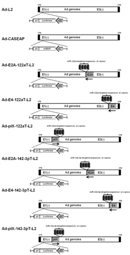 Figure  4    Schematic  diagram  of  Ad  vectors  used  in  this  study.    Luciferase  expression  cassette  was  inserted  into  the  E1-deleted  region  in  Ad-L2,  Ad-E2A-122aT-L2,  Ad-E4-122aT-L2,  Ad-pIX-122aT-L2,  Ad-E2A-142-3pT-L2,  Ad-E4-142-3pT-L