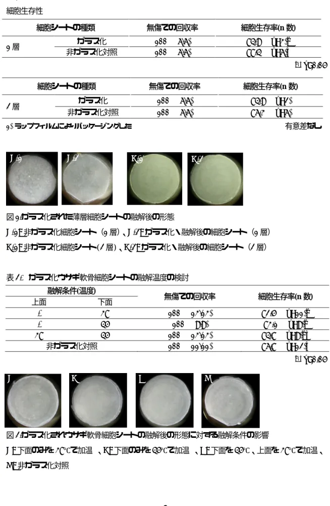 表 1.  パッケージング 1) された薄層細胞シート（ウサギ軟骨細胞）のガラス化・融解後の形態維持と 細胞生存性 a, b  p<0.05  1)  ラップフィルムによりパッケージングした                                                  有意差なし 図 1.ガラス化された薄層細胞シートの融解後の形態  A-1:  非ガラス化細胞シート（1 層） 、A-2:  ガラス化・融解後の細胞シート（ 1 層）  B-1:  非ガラス化細胞シート(2 層)、 B