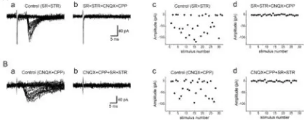 FIG.  3.  Presumed monosynaptic responses in MMNs  evoked by minimal stimulation of the RdVII