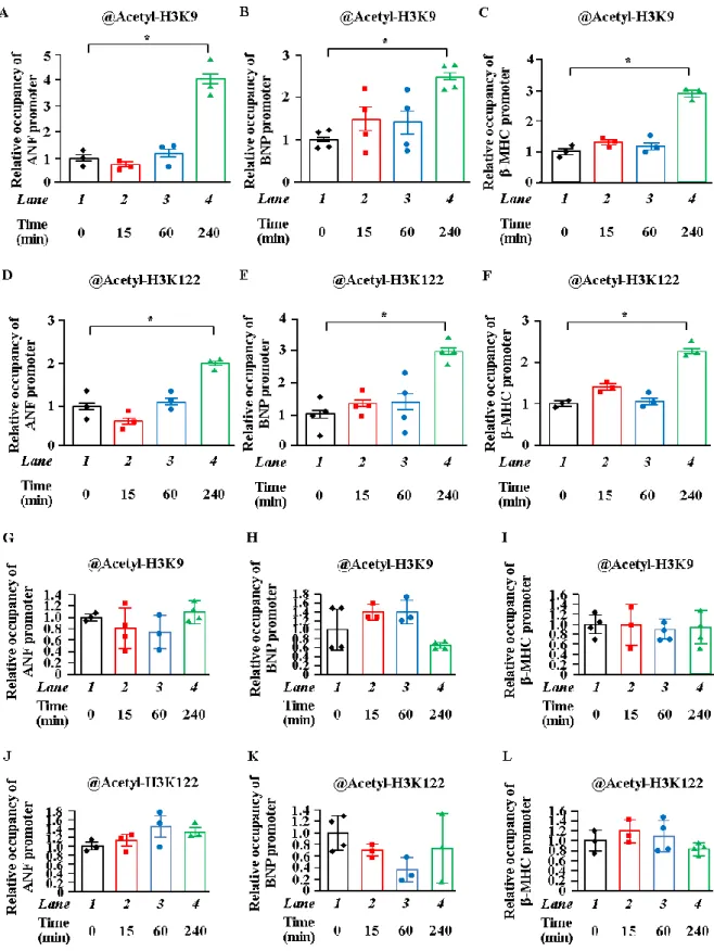 Figure 2. PE 刺激は心筋細胞肥大を誘導し、肥大反応因子プロモーター近辺でヒストンのア