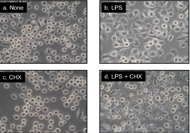 Fig. 1. Morphological changes of J774.1/JA-4cells treated with LPS and/or CHX 