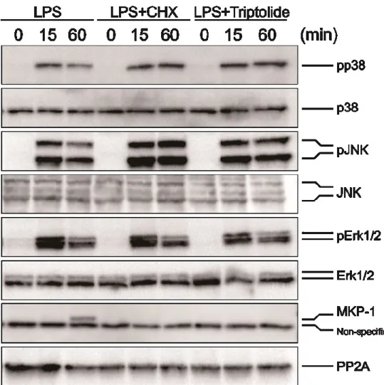 Fig. 11. Summary of this study concerning induction of apoptosis and sustained phosphorylation  of p38 by CHX or triptolide in LPS-treated JA-4 cells 