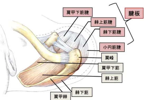 図 1.  肩甲上腕関節と腱板の構造 