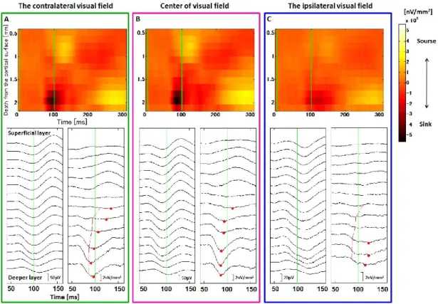 Figure 7. TE 野から記録された LFP とそれを基に計算された CSD の時系列プロット例 （A）対側周辺視野に視覚刺激が提示された際の LFP（下段左）及び CSD（下段右，上段） （ B ）中心視野に視覚刺激が提示された際の LFP （下段左）及び CSD （下段右，上段） （C）同側周辺視野に視覚刺激が提示された際の LFP（下段左）及び CSD（下段右，上段） A ， B ， C 各図の CSD を線でトレースした図（各図下段右）とヒートマップで描画した図 （各段上図）は同じデータを別の