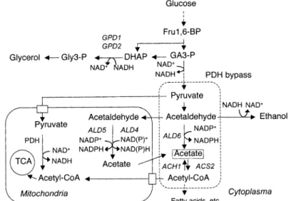 Fig.  1  Schematic  representation  of  the  pyruvate  dehydrogenase  (PDH)  bypass  and  related  metabolism.