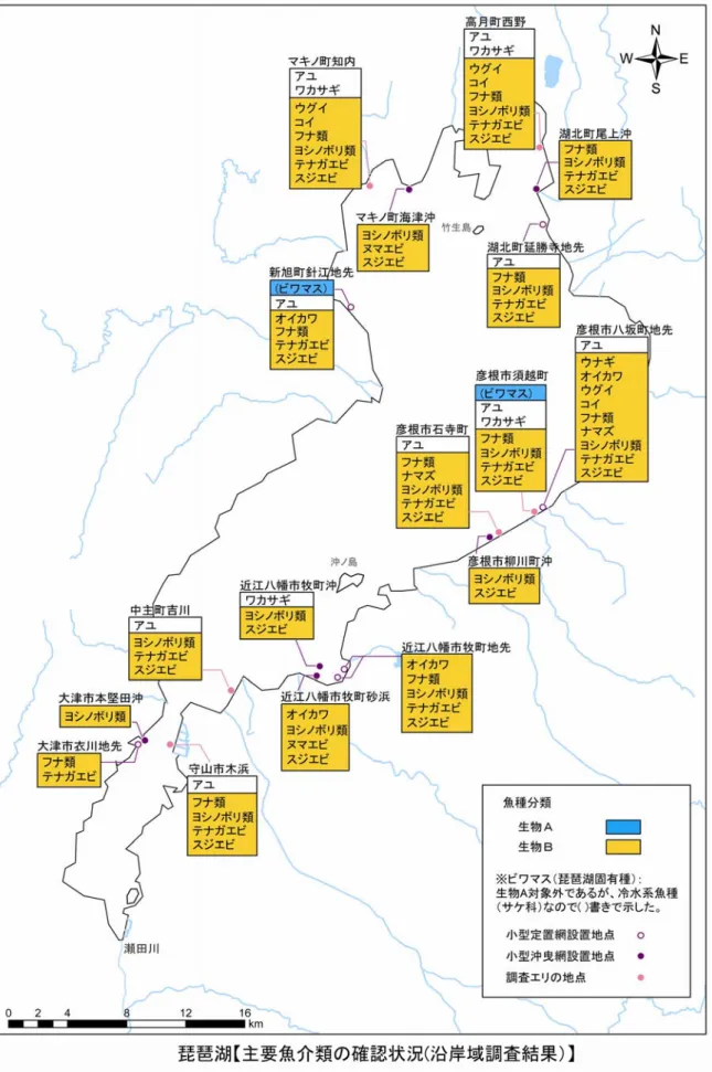図 11.12     主要魚介類の確認状況（琵琶湖沿岸域調査結果）（２）