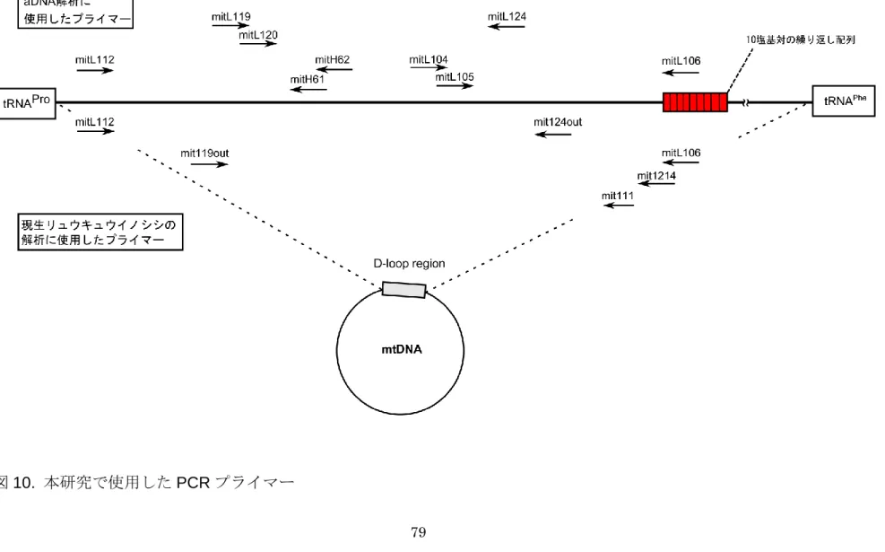 図 10.  本研究で使用した PCR プライマー