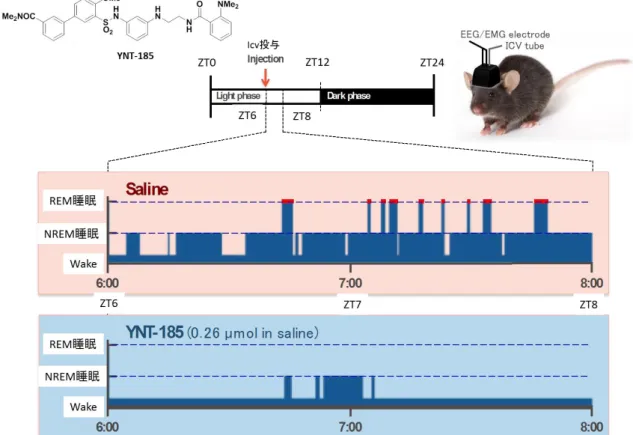 図 16 YNT-185 を用いたマウス睡眠・覚醒試験におけるヒプノグラム
