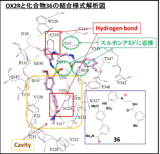 図 18 OX2R と OX2R 選択的作動薬 36 の Docking study 
