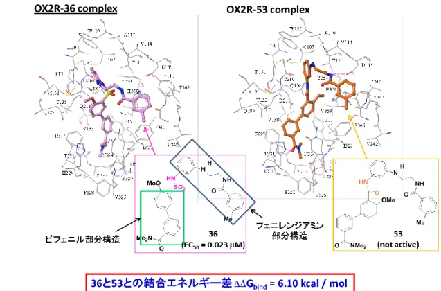 図 19 OX2R とスルホンアミド 36 およびアミド 53 の Docking study 