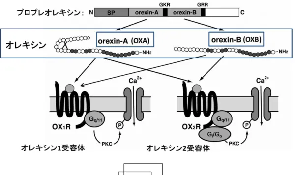 図 1  オレキシンとオレキシン受容体の関係図 