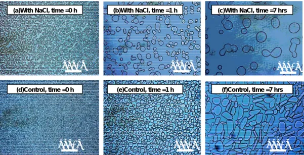 Fig. 2    Examples of microscopic images of samples. 