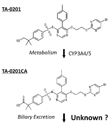 Fig. 1-1  Chemical  structure  and  elimination  pathways  of  endothelin  receptor  antagonist 