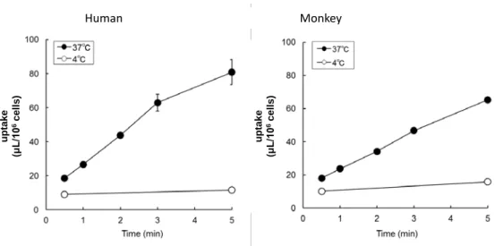Fig. II-5  Time profiles of [ 3 H]rosuvastatin by isolated hepatocytes from human  (left) and monkey (right)
