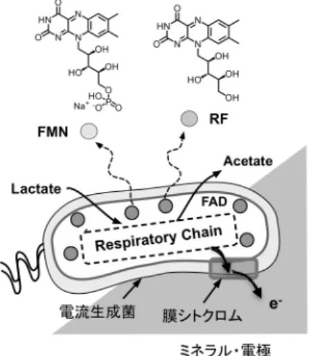 図 1  フラビン分子の分泌と、膜タンパク質を介 した細胞外電子移動を行う電流生成微生物。 