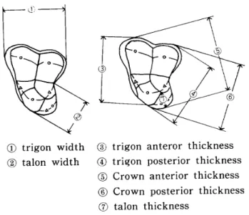 Fig． 3 　 Measurement 　 region 　 of 　 the 　 maxillary 　 　 　 　 distomolar ． 　 歯 冠 幅 ： こ れ は trigon 幅 で あ っ て ， 爾 冠 最 大 近 遠 心 径 で あ る ・ 　 talon 幅 ： 図 3 に 示 す e と く ， talon 部 の 幅 径 で あ る ． 　 歯 冠 厚 ： こ れ は つ ぎ の よ う な 部 に つ い て 計 測 を 行 な っ た ．