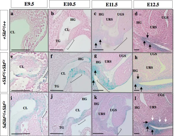 図  4.  総排腔周囲の Xgal 染色
