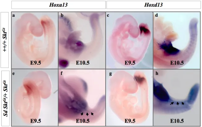 図 10. Hoxa-13 、 Hoxd-13 発現パターン  (Whole mount In situ hybridization 法 )