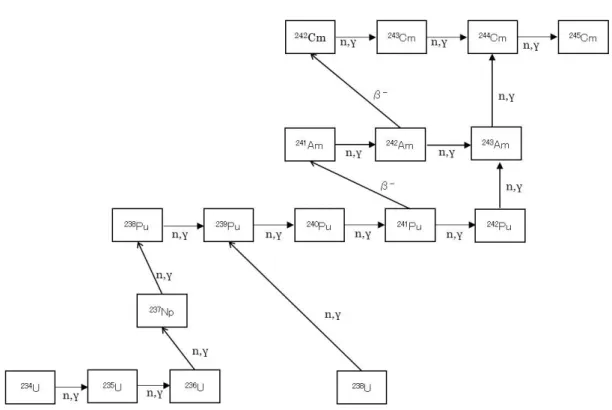 Fig. 3-2-1 HIZER の燃焼チェーン Fig. 3-2-1 に示される燃焼チェーンから、 HIZER で使用される燃焼チェーンが簡易なもので あり、核異性体を厳密に考慮しないことが分かる。また、 α 崩壊も考慮しない。故に、他の核 種の中性子捕獲と崩壊による効果は単一核種のみ考慮することとなり、それぞれ次式で表され る。 他の核種の中性子捕獲による生成量 = ∑ , , (3-2-6) 他の核種の崩壊による生成量 = (3-2-7) なお、添字 B 及び C はそれぞれ、核種 A に対する (n