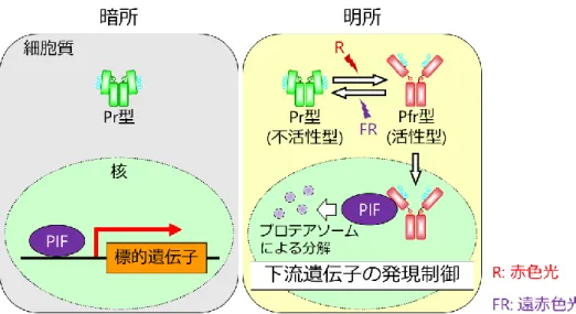 図 2  PIF を介したフィトクロムシグナル伝達機構  (Castillon et al., 2007 を参考に作製) 