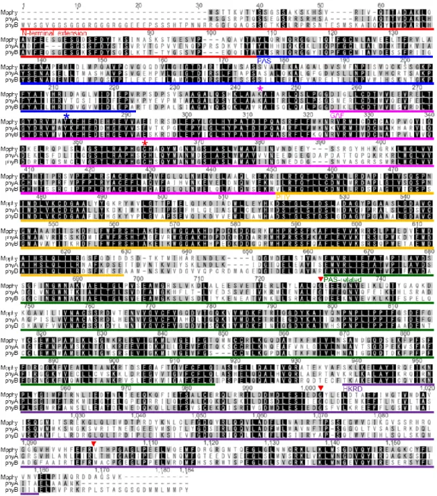 図 4  ゼニゴケおよびシロイヌナズナのフィトクロムのマルチプルアライメント 