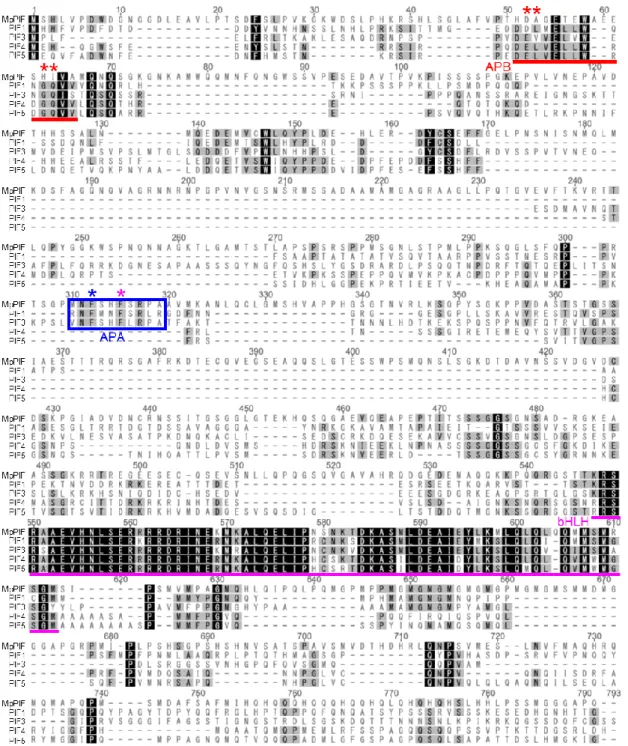 図 15  MpPIF とシロイヌナズナの PIF ファミリーのマルチプルアライメント 