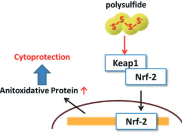 図 5-5  ポリスルフィドによる Keap1/Nrf2 活性化