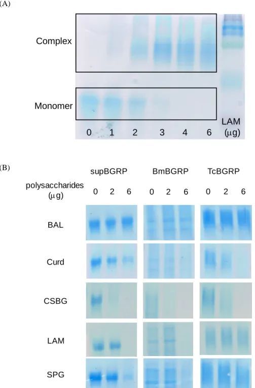 Fig. 1-6 Examination of the use of BGRP for gel shift assay by BN-PAGE. 