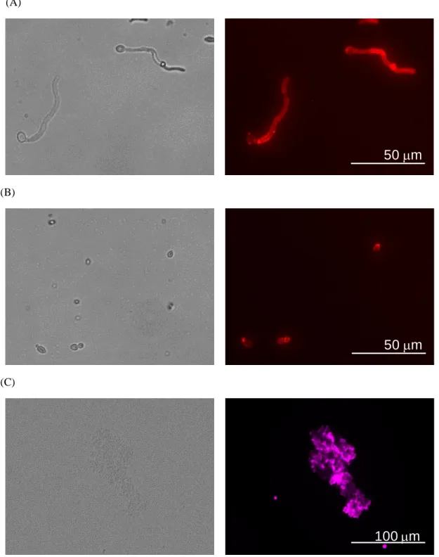 Fig. 1-7 Application of supBGRP for fluorescence immunochemical staining of fungal  materials