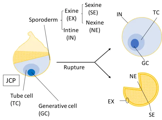Fig. 2-2 Parts of a ruptured Japanese cedar pollen (JCP).   