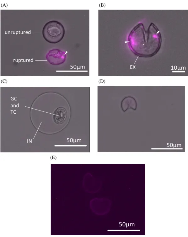 Fig. 2-3 The fluorescence microscopy of JCP surface staining with mDectin-1 Fc. 