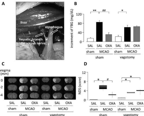 Fig. 1. EŠect of Hepatic Branch Vagotomy on Hypothalamic Orexin-A-mediated Suppression of Elevated FBG Levels and Deve- Deve-loped Neuronal Damage on Day 1 and 3, Respectively after MCAO