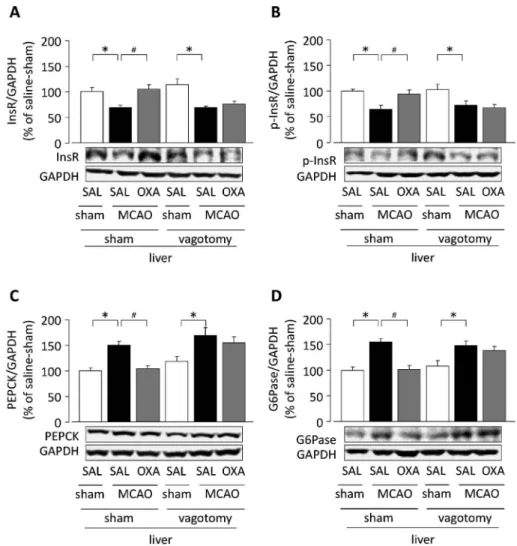 Fig. 2. EŠect of Hepatic Branch Vagotomy on Hypothalamic Orexin-A-mediated EŠects on Hepatic Expression of Insulin Receptor (InsR), Phosphorylated (p)-InsR, PEPCK and G6Pase on Day 1 after MCAO