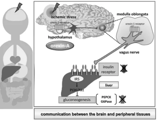 Fig. 3. Schematic Drawing of Activation of Hepatic Insulin Signaling Mediated Hypothalamic Orexin-A through Activation of Hypothalamus-Medulla Oblongata-Vagus Nerve Axis