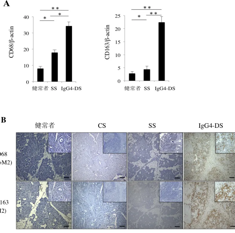 図 4.    唾液腺にお ける M1/M2 MΦ の発現と局 在