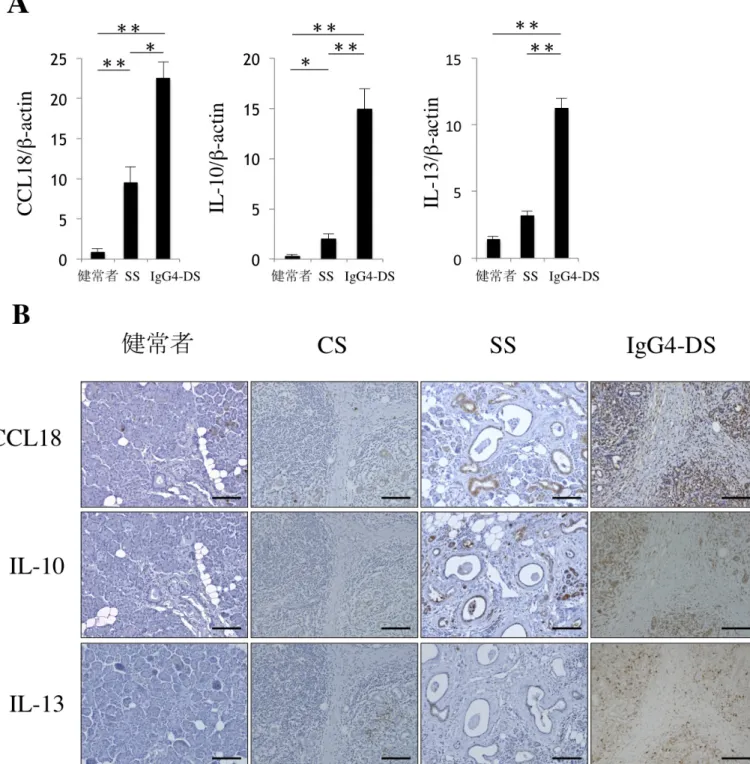 図 6.    唾液腺にお ける線維化因子の発現 と局在