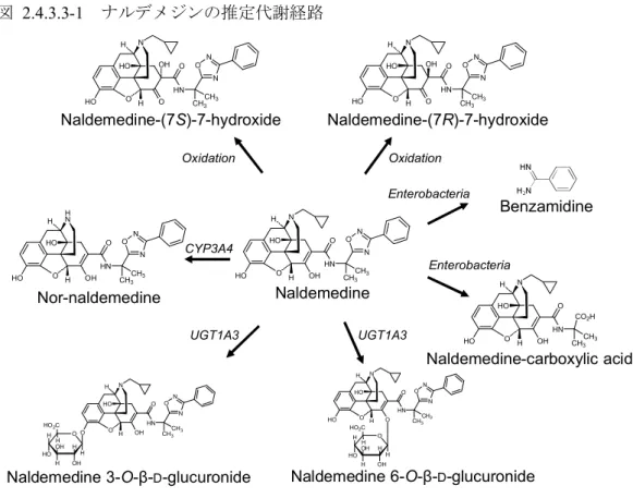 図  2.4.3.3-1   ナルデメジンの推定代謝経路 2.4.3.4   排泄 非絶食下のラットに  [oxadiazole- 14 C]- ナルデメジントシル酸塩を 1 mg/kg の用量で単回経口投 与したとき，無処置ラットでは，投与した放射能の 98.3% が投与後 168 時間までに回収され， 累積尿中排泄率  (49.2%)  は，累積糞中排泄率  (49.1%)  と同程度であった．胆管カニュレーショ ンを施したラットでは，投与後 48 時間までの累積尿，胆汁及び糞中排泄率は，それぞれ 44