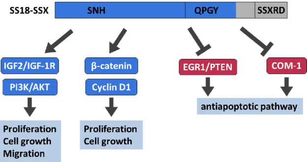 Figure 2.  融合遺伝子 SS18-SSX の滑膜肉腫発症における影響 