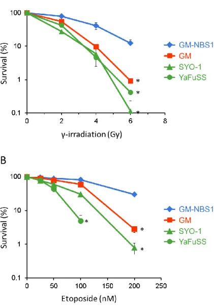 Figure 3.  滑膜肉腫細胞株における DNA 損傷修復が低下している。 
