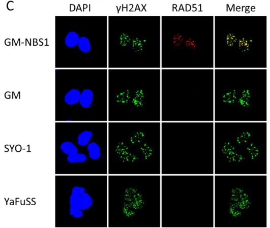Figure 5.  滑膜肉腫細胞株は DNA 相同組み換え修復の終期反応に異常がある。 