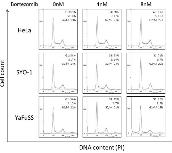Figure 10. Bortezomib は滑膜肉腫細胞株の細胞周期を G1 期で止める。 