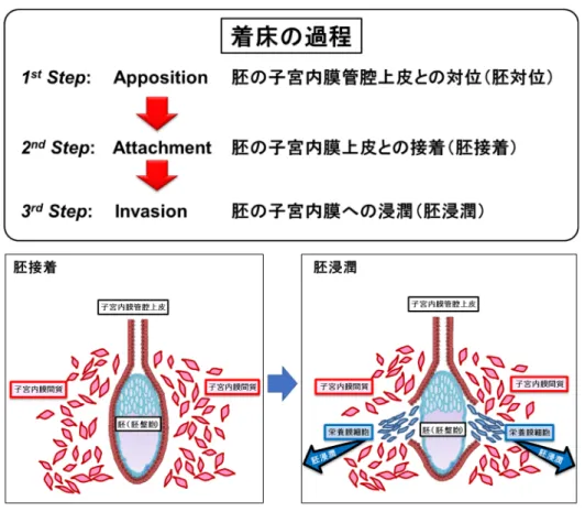 図 1 ．着床の過程  胚接着の過程で、胚と子宮は栄養膜細胞と子宮内膜（管腔）上皮が接した状態となり、