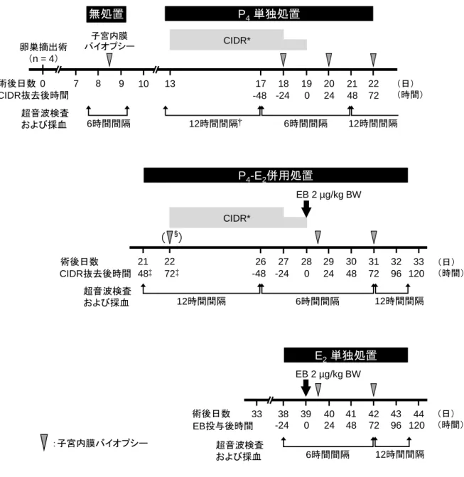 図 12.  卵巣摘出牛におけるホルモン処置スケジュール