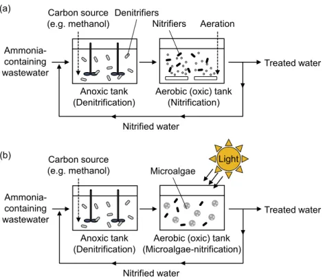 Fig. 1. Conventional nitrification-denitrification processes (a) and consortium of microalgae and nitrifying  bacteria (b) for ammonia-containing wastewater treatment
