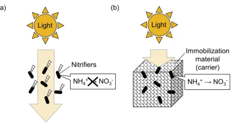 Fig. 3. Light stress on nitrification process (a) and mitigation of light stress by immobilization materials (b).