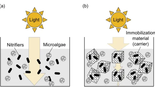 Fig. 4. Penetration of incident light in microalgae-dispersed nitrifiers reactor (a) and microalgae- microalgae-immobilized nitrifiers reactor (b).