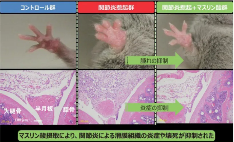 Fig. 1: Intake of maslinic acid relieved the swelling of the mouse  hand. (Presented by NIPPN corporation) 