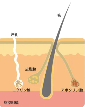 図 2：汗腺の構造 